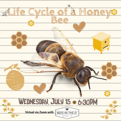 Life Cycle of a Honey Bee - Kids program. REGISTRATION CLOSED