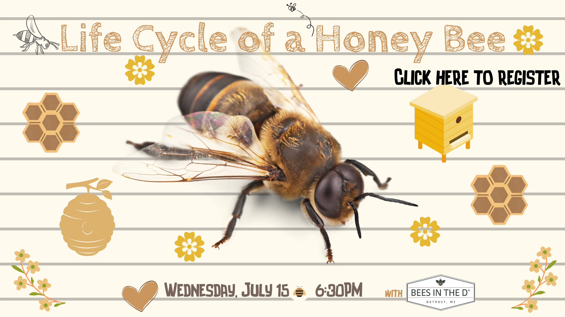 CAROUSEL Life Cycle of a Honey Bee 7.15.20.png