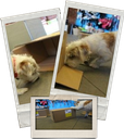 Doggo boxes.png