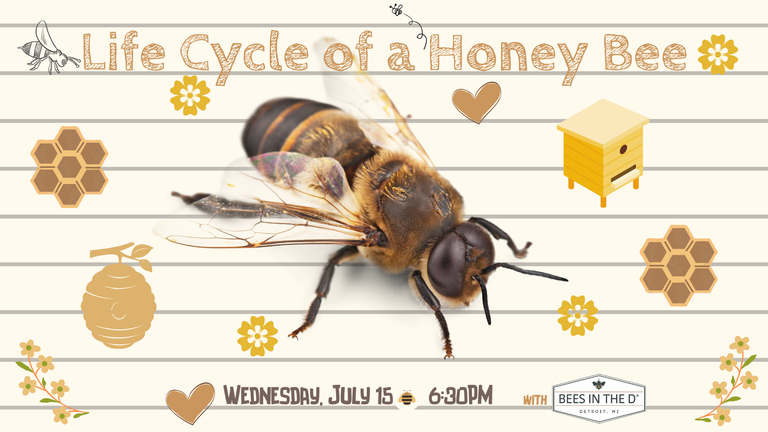 FB EVENT Life Cycle of a Honey Bee 7.15.20.png