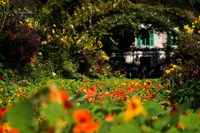 Orange flowers in front of Claude Monet's house with blue shutters