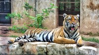 Tiger yawning in zoo