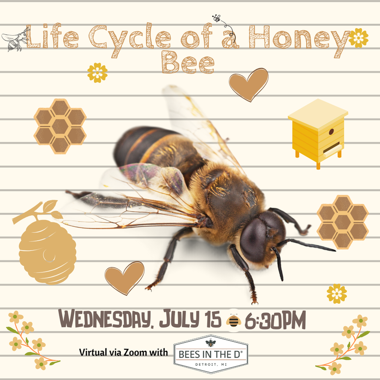 Life Cycle of a Honey Bee 7.15.20.png