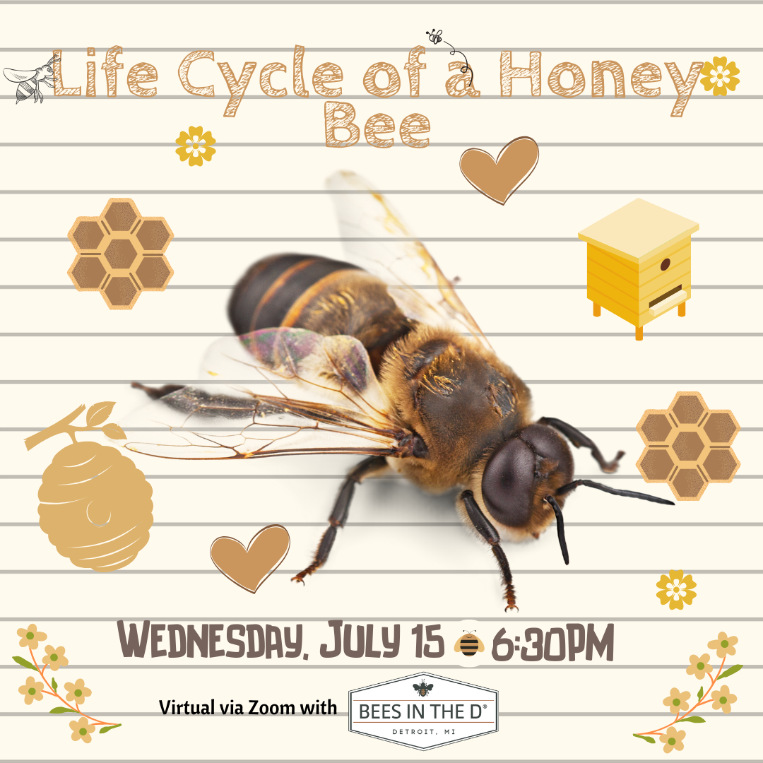 Life Cycle of a Honey Bee 7.15.20.png