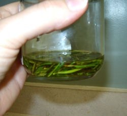 oil in jar 2.jpg
