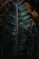 Exotic palm leaves 